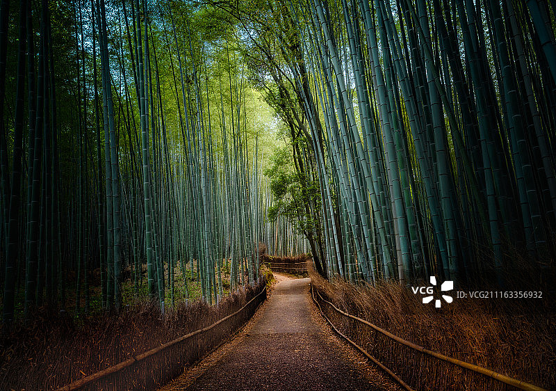 日本京都岚山竹林图片素材