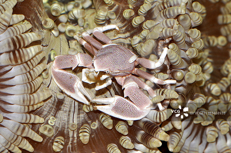 新黄斑性苔藓图片素材