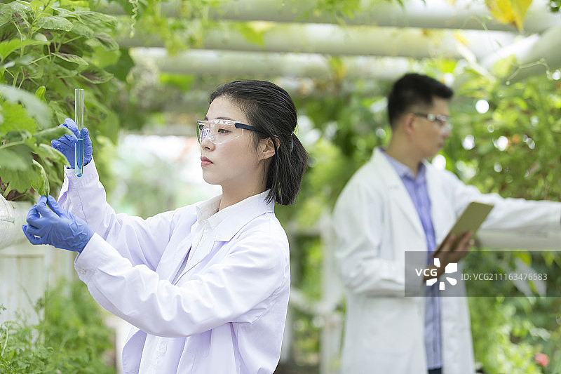 农学家们一起在温室做科学研究图片素材