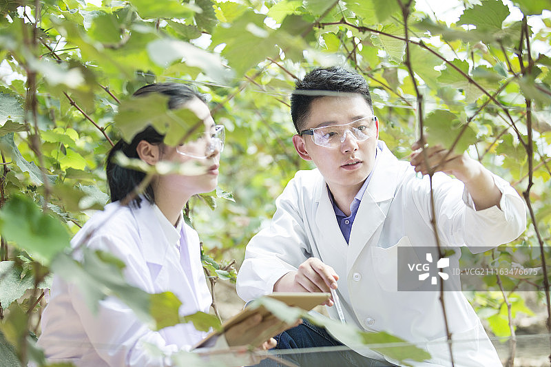 科学家们一起在温室研究植物图片素材