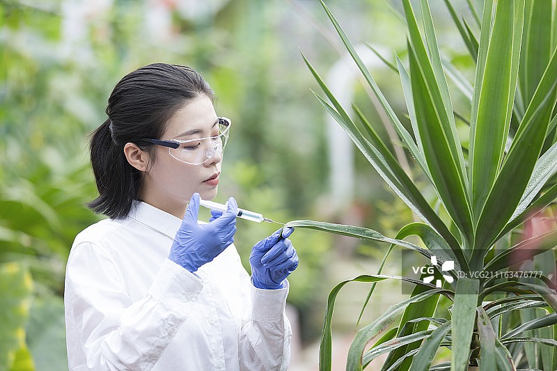 科学家在温室里做科学研究图片素材