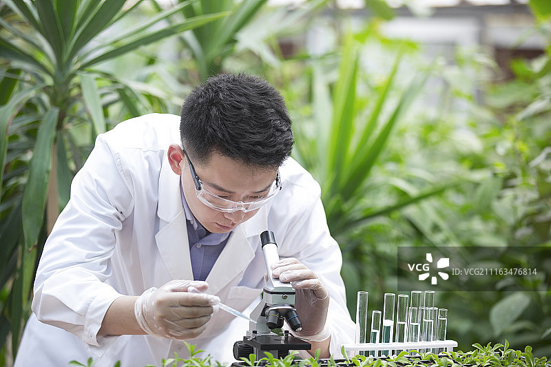 农学家在温室里做科学研究图片素材