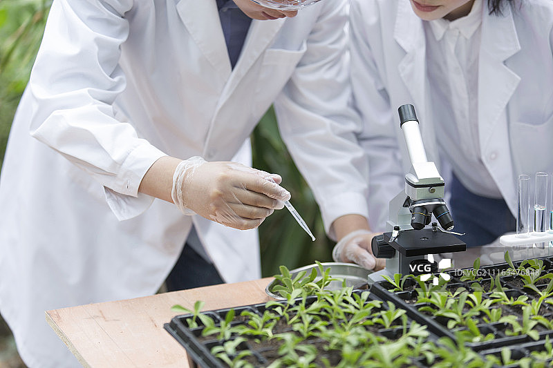 科学家们一起在温室做科学研究特写图片素材