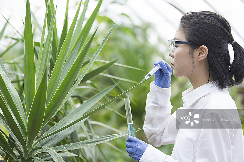 科学家在温室里做科学研究图片素材