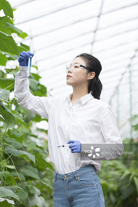 女科学家在温室里做科学研究图片素材