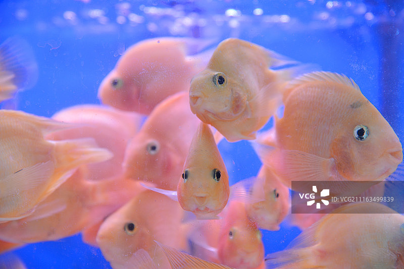 热带淡水观赏鱼——接吻鱼图片素材