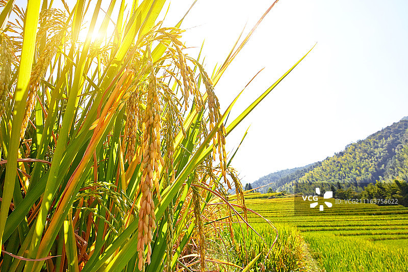 丰收的水稻图片素材