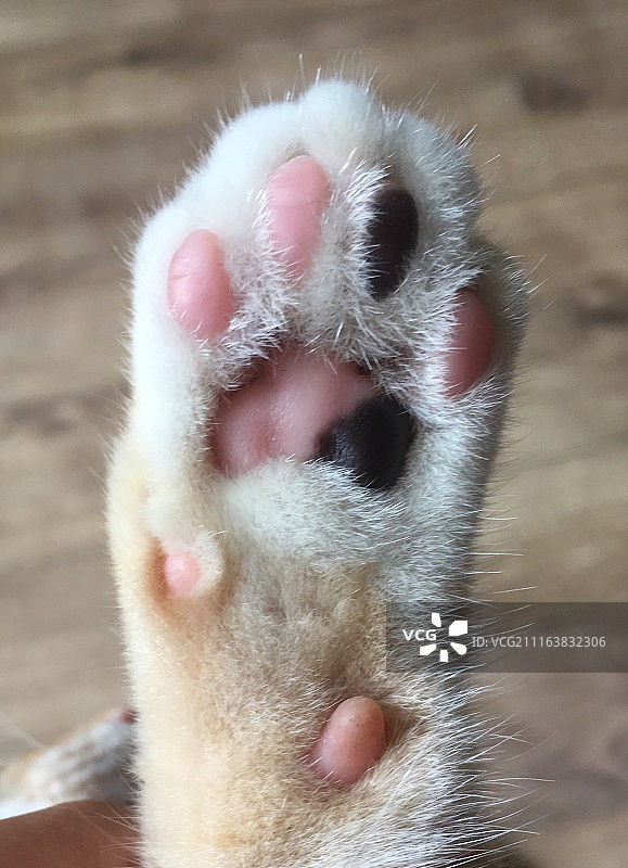 猫爪猫掌图片素材