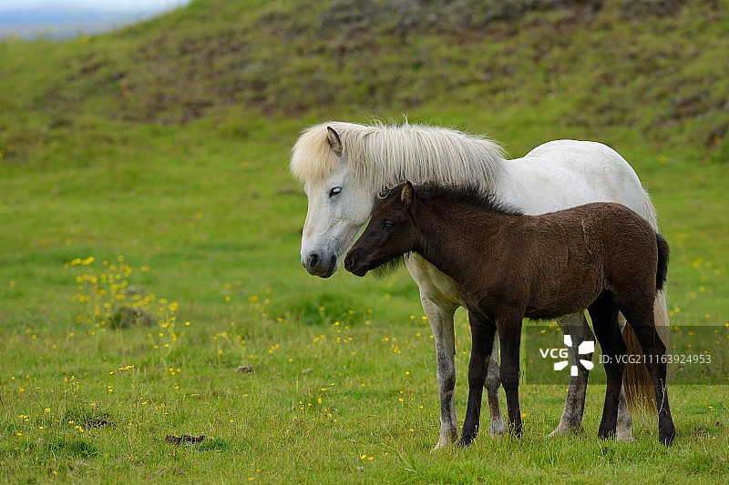 草地上的母马和小马图片素材
