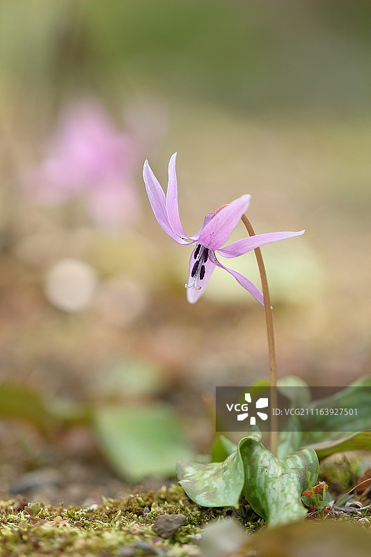 狗牙紫罗兰花特写图片素材