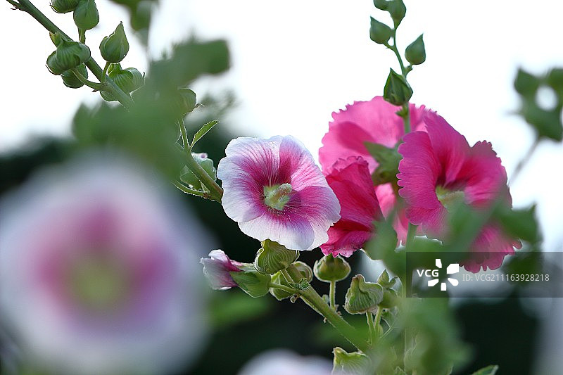 锦葵花头部特写图片素材