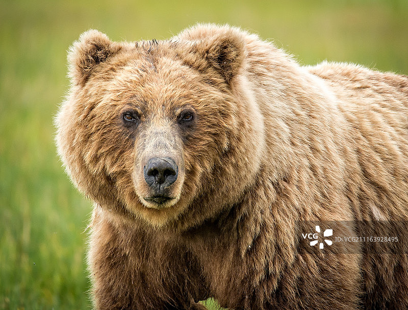 灰熊看向镜头特写图片素材