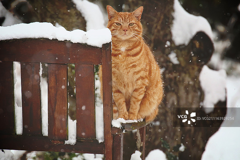 姜黄色的猫冬天坐在户外图片素材