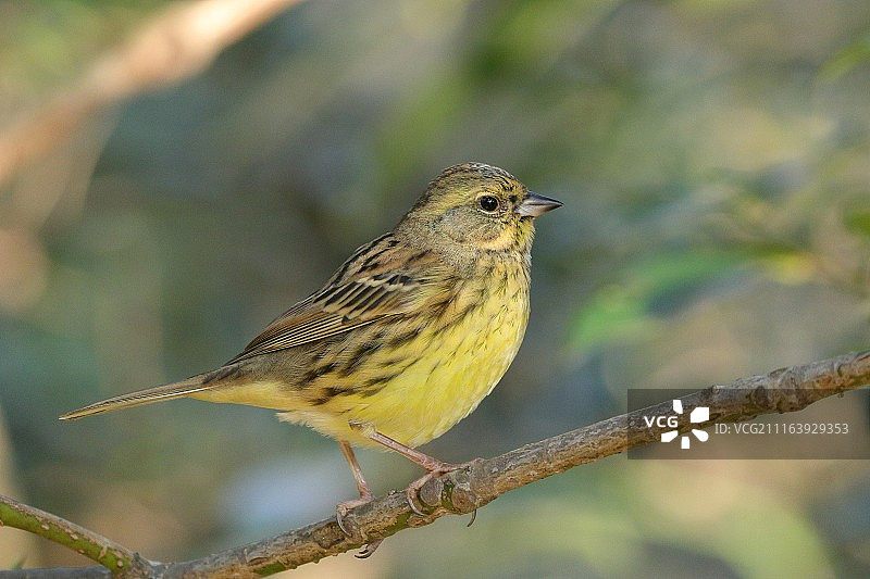 栖息在树枝上的黑脸鹀特写图片素材