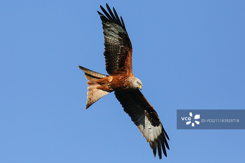 飞行中的红鸢特写图片素材