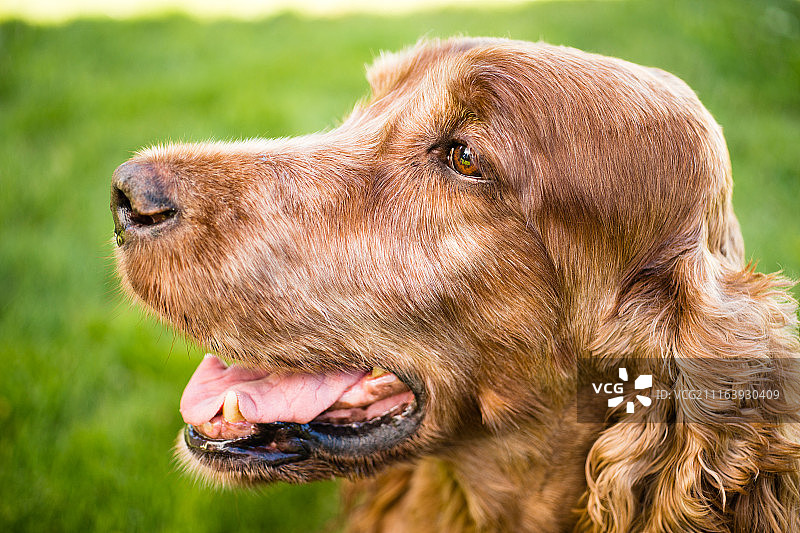 看向别处的狗的特写图片素材