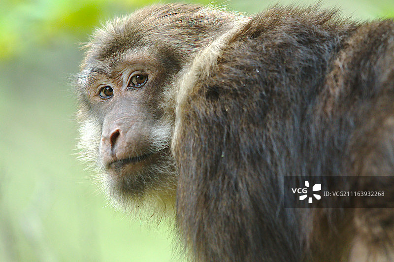 猕猴特写图片素材