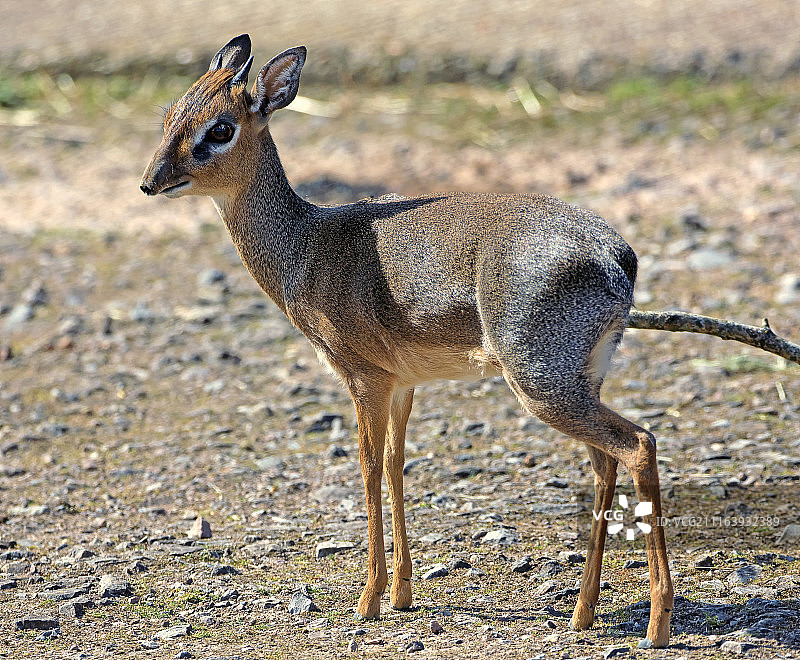 站立在地上的狍鹿（Capreolus capreolus）特写图片素材