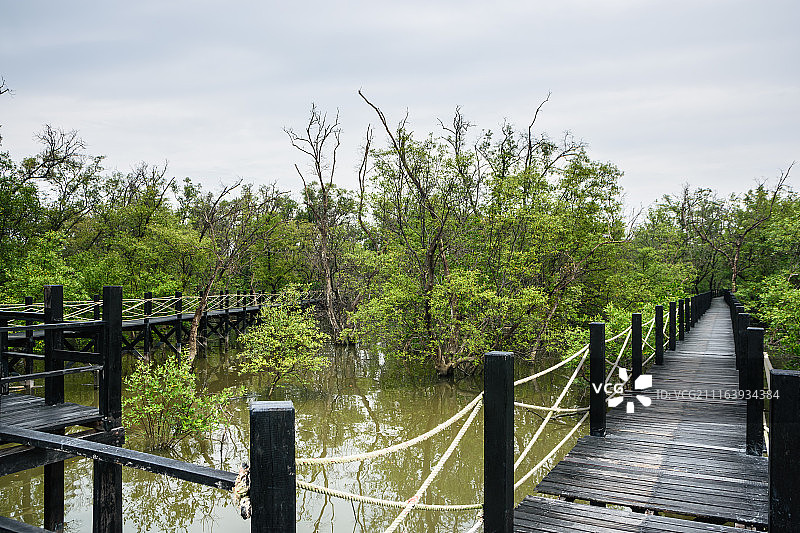 湖上树木间的木制人行桥图片素材