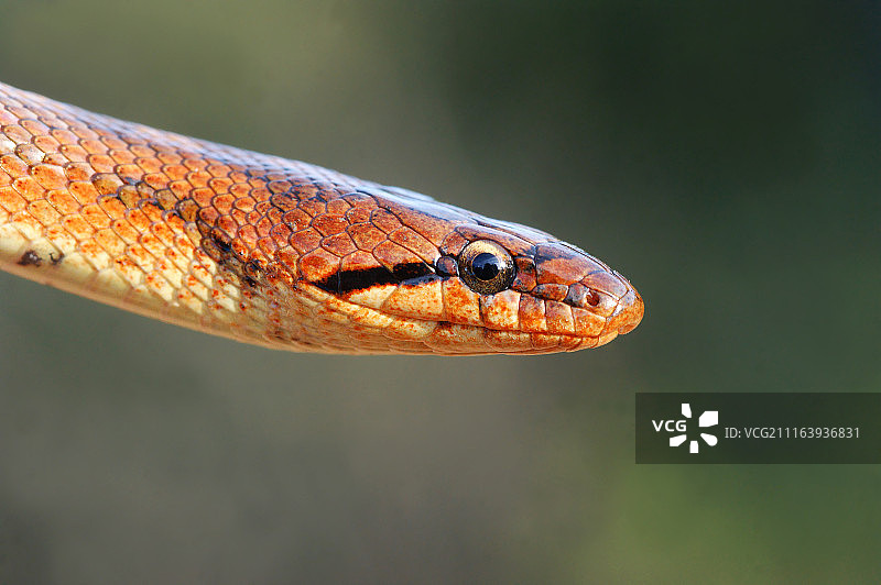 南方滑蛇头部特写图片素材