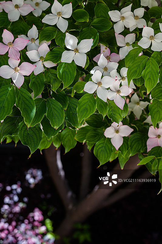 长春花特写图片素材