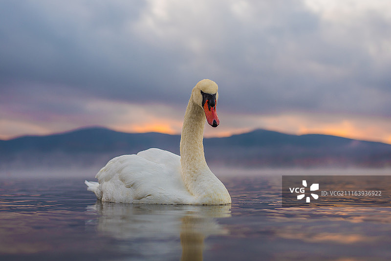 水中天鹅游泳特写图片素材