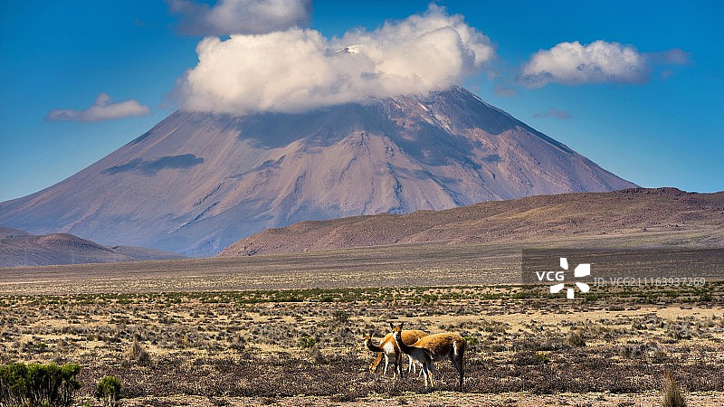 火山与牧场上的动物图片素材