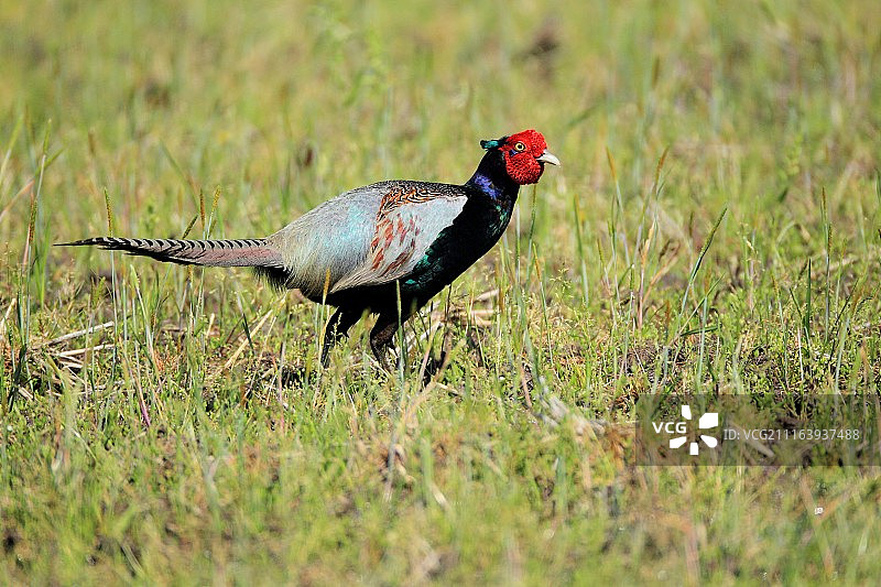 草地上的环颈雉图片素材