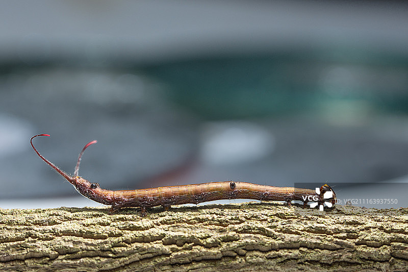 栖息在树枝上的毛毛虫特写图片素材
