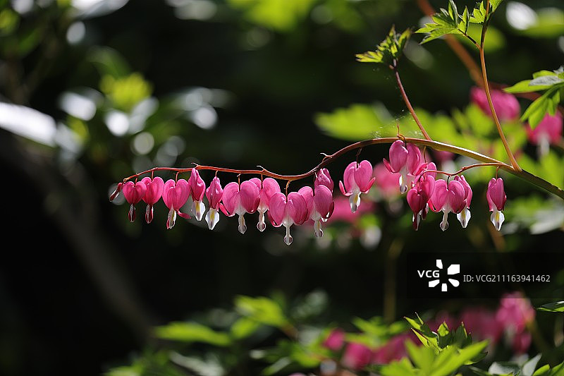 太平洋荷包牡丹特写图片素材