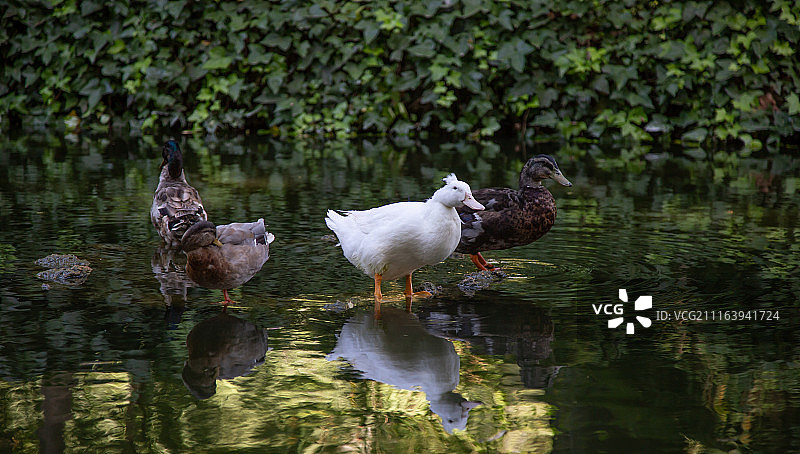 鸭子站在池塘里的景色图片素材