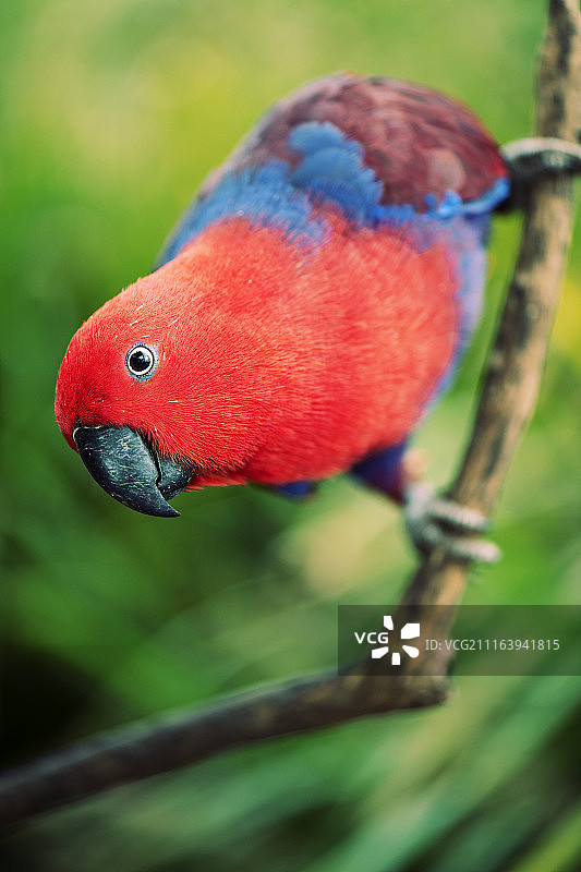 站在树枝上的深红玫瑰鹦鹉特写图片素材
