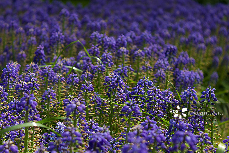 葡萄风信子花毯图片素材
