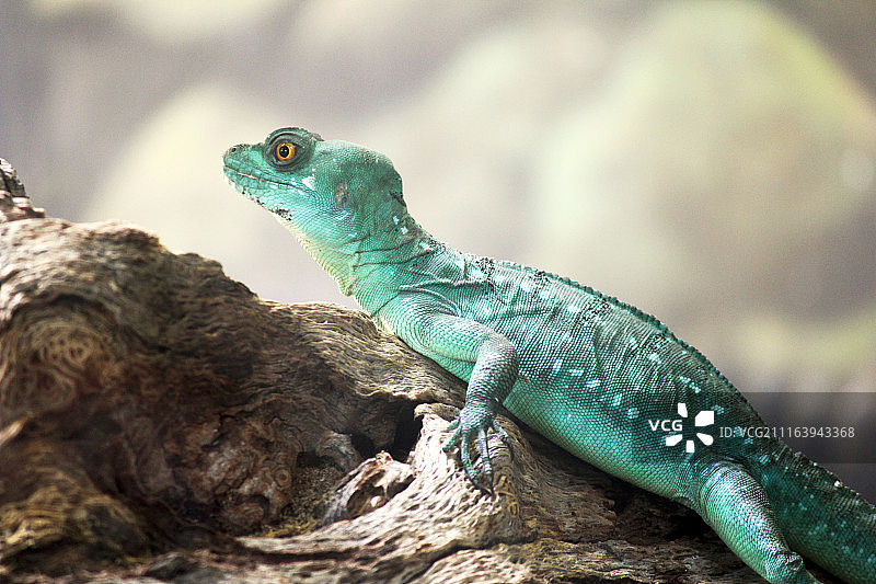 羽饰蜥蜴的侧面图图片素材