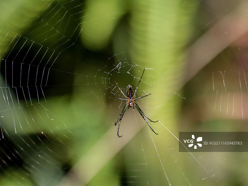 蜘蛛网上的蜘蛛图片素材