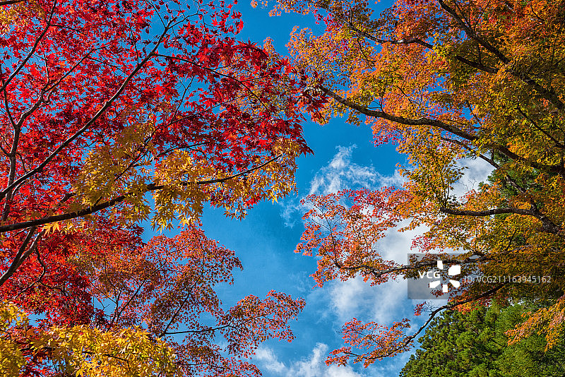 秋季树木景观图片素材