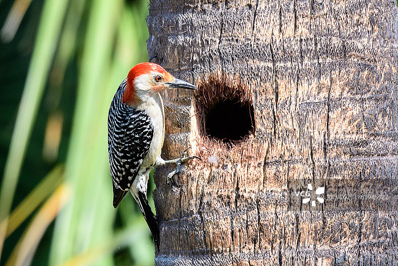 树上的啄木鸟图片素材