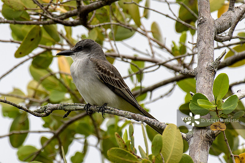 栖息在树枝上的灰色王鸟图片素材