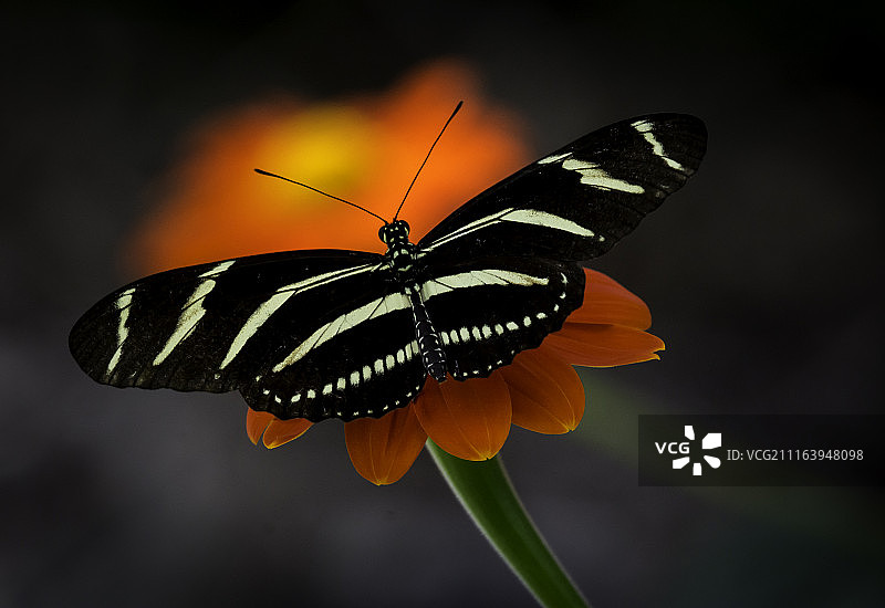 特写的蝴蝶图片素材