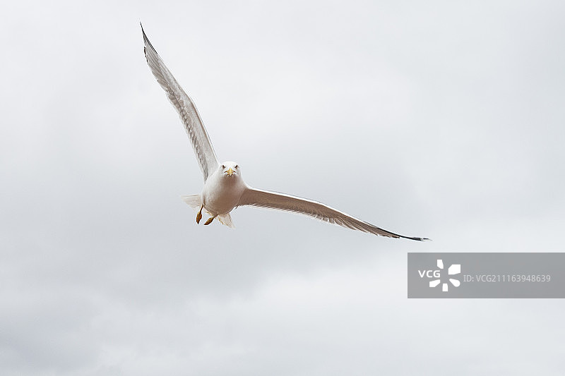 飞行中的黄腿鸥图片素材