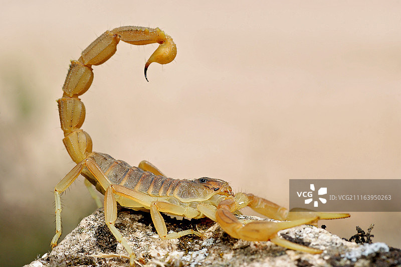 常见黄色蝎子特写图片素材