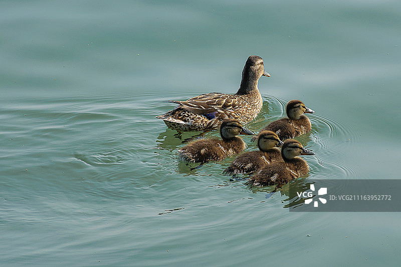 水中鸭群图片素材