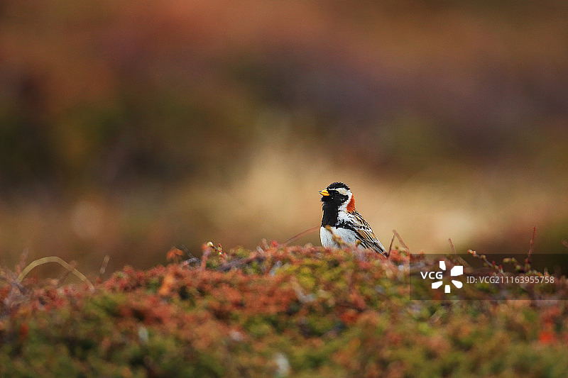 拉普兰德雀的特写图片素材
