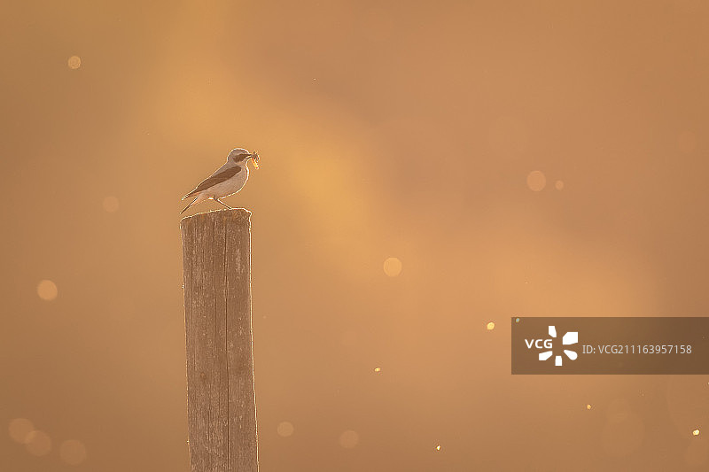 北鵖木桩栖息图片素材