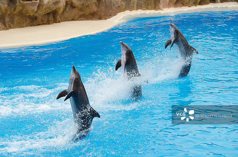 海豚在泳池中表演图片素材