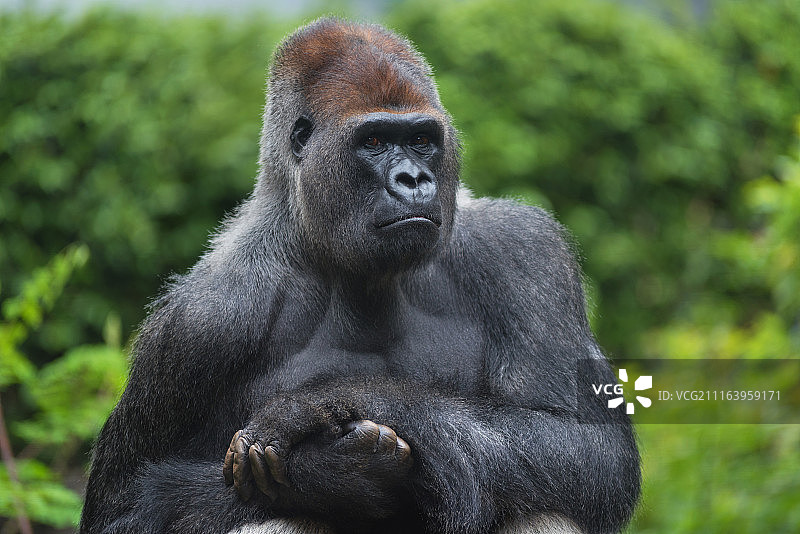 坐着的大猩猩图片素材