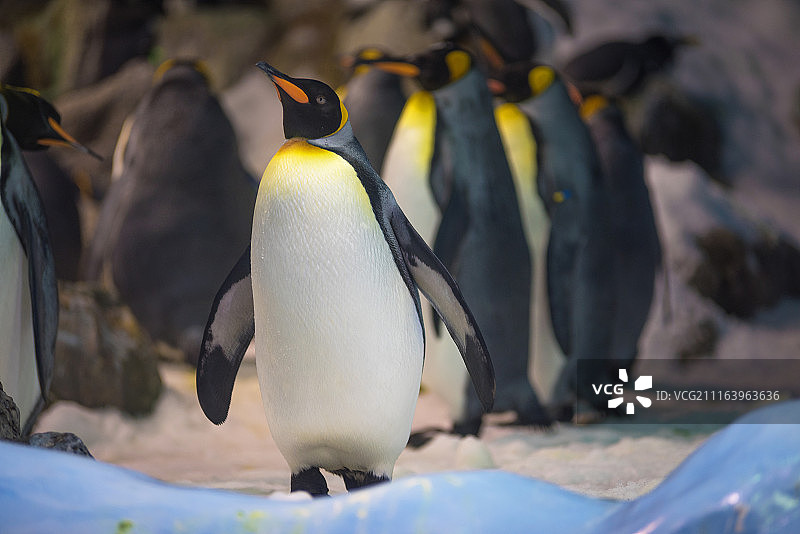 帝企鹅群图片素材