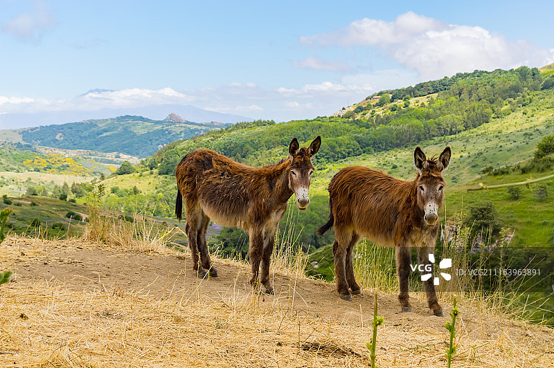 站在山丘上的两头棕色驴图片素材