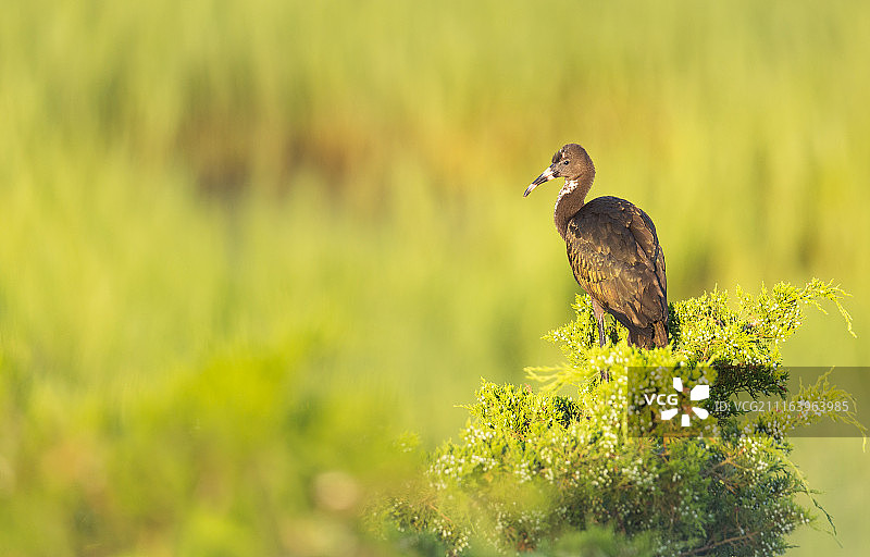 小䴙䴘肖像图片素材