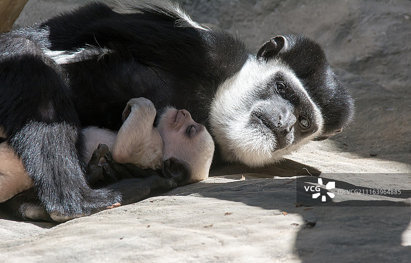 安哥拉黑白疣猴与幼崽的特写图片素材